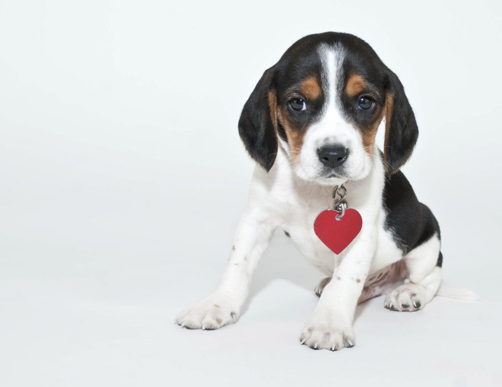 Dog Names Like Riley Dog Names Like Riley