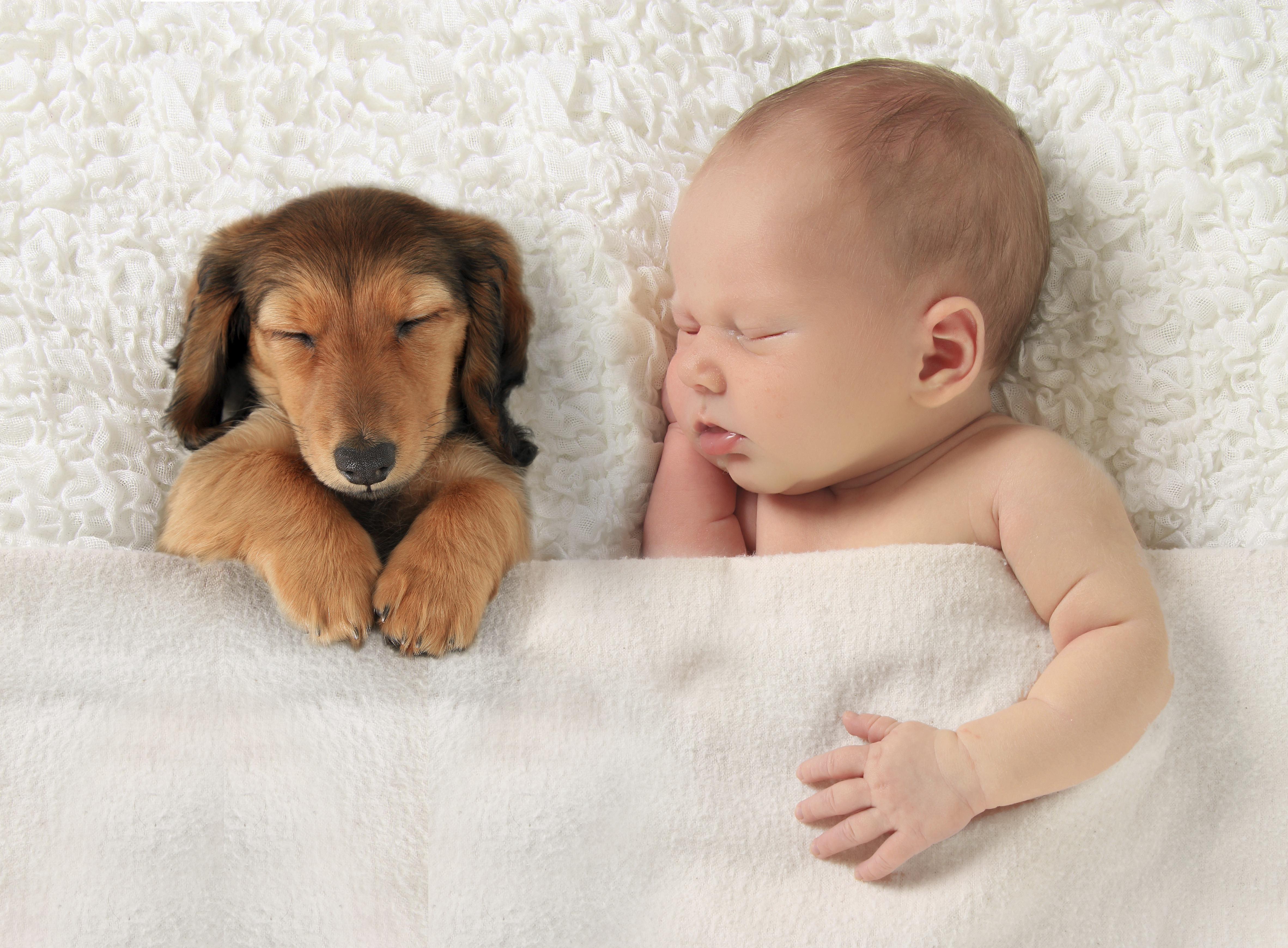dogs for families with babies