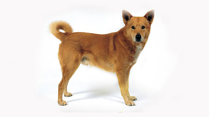 Most Popular Small Mixed Breed Dogs Most Popular Small Mixed Breed Dogs