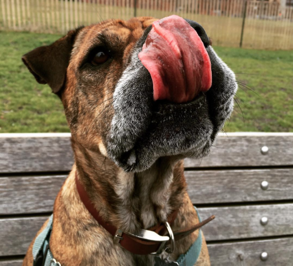 Http Damndelicious Net Peanut Butter Banana Dog Treats Http Damndelicious Net Peanut Butter Banana Dog Treats