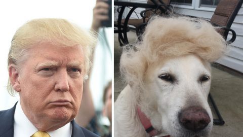 donald trump yelow labrador hair combover