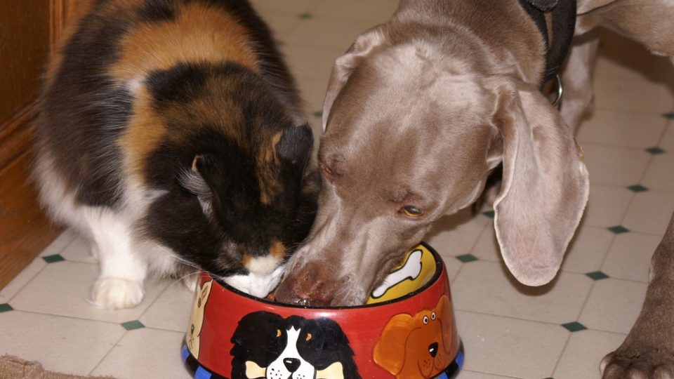 cats can eat dog food