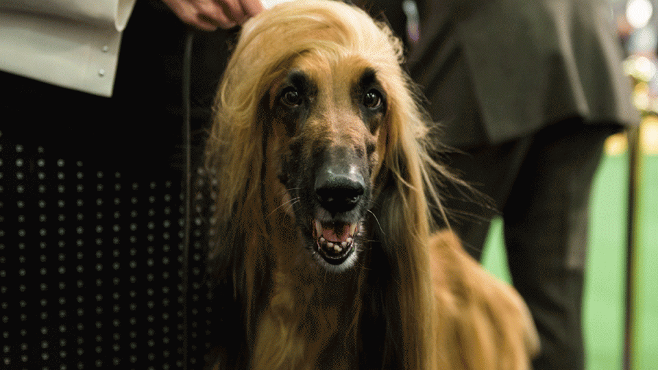 Grooming My Dog Before Westminster Grooming My Dog Before Westminster