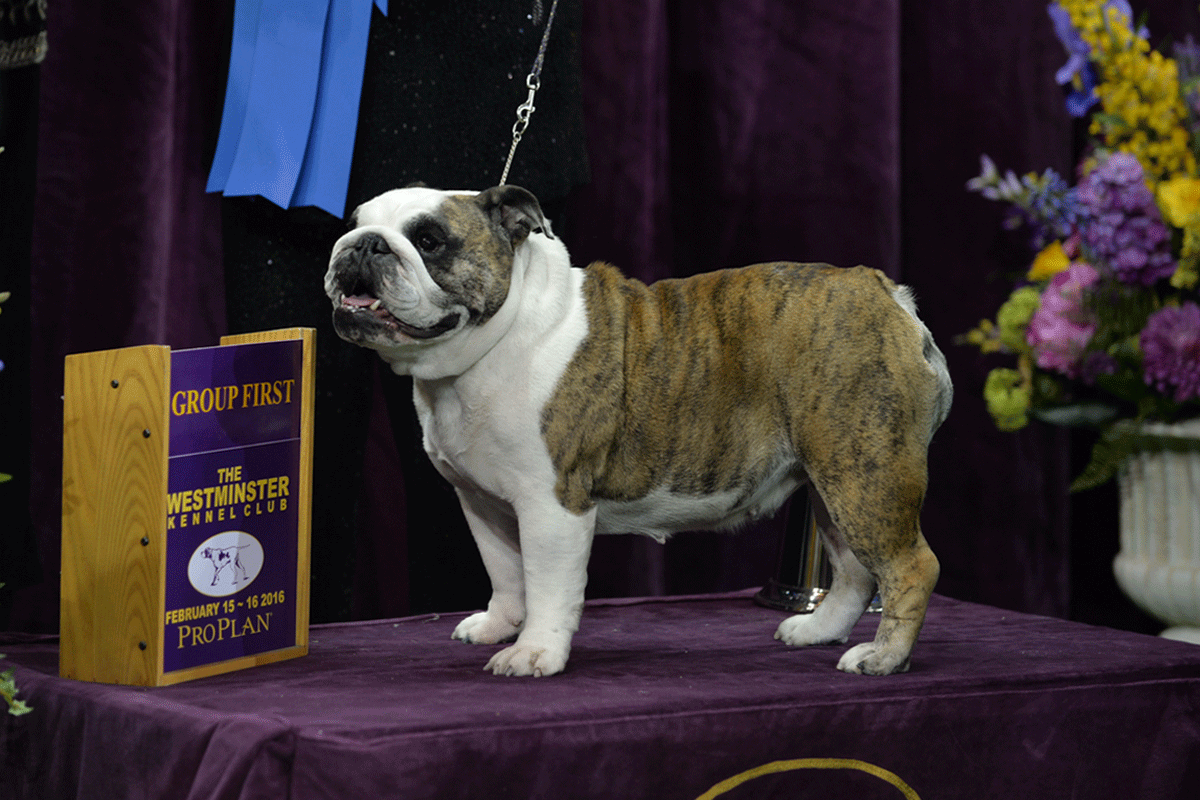 Exclusive! The Dogs of Westminster Like You've Never Seen Them Before