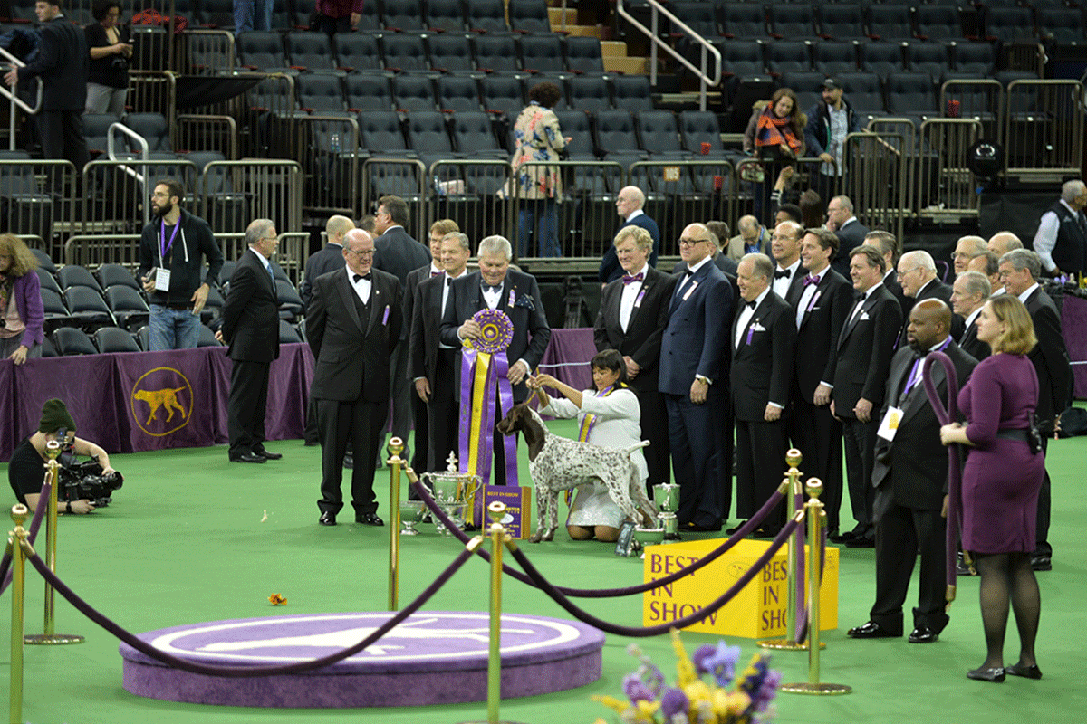 Exclusive! The Dogs of Westminster Like You've Never Seen Them Before