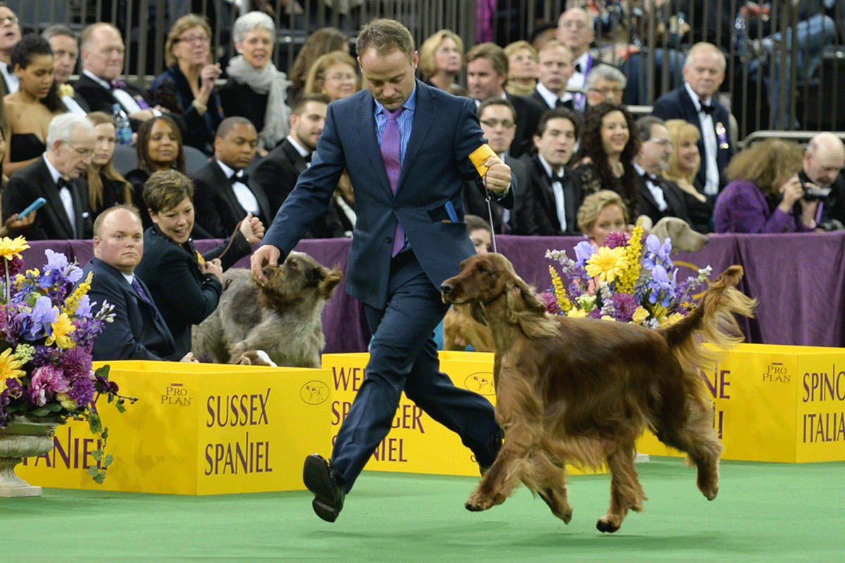 Exclusive! The Dogs of Westminster Like You've Never Seen Them Before