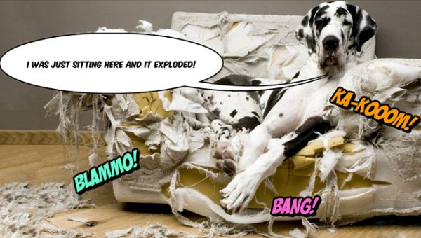 what can i give my puppy to chew on what can i give my for anxiety rover what can i give my puppy to chew on what can i give my for anxiety rover