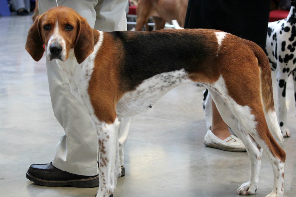 The Least Popular Dog Breeds in America The Dog People by