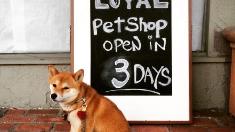 LOYAL Pet Shop Sign