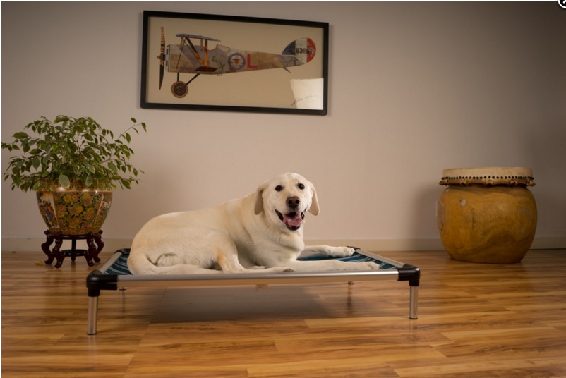 7 Indestructible Dog Beds for Chewtastic Dogs
