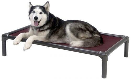 Husky sitting on elevated dog bed