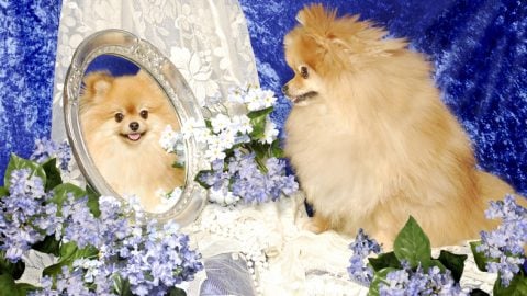pomeranian mirror past life quiz