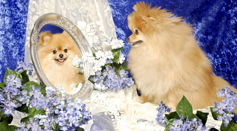 pomeranian mirror past life quiz