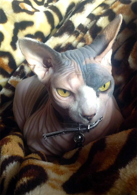 Hairless Cat Rescue Ok Hairless Cat Rescue Ok