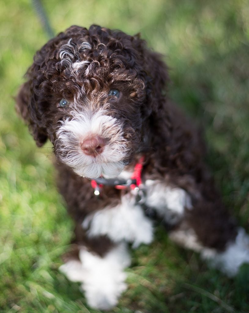 westminster-Lagotto-Romagnolo