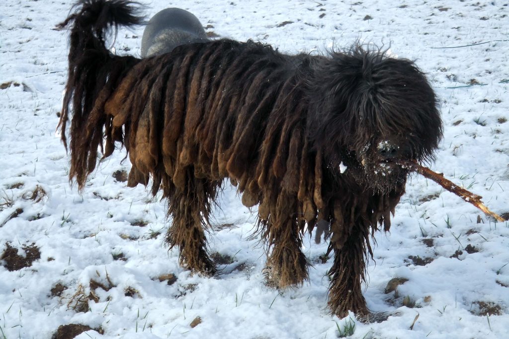 belgian sheepdog westminster dog show the 7 new breeds to watch at the westminster dog show rover com belgian sheepdog westminster dog show the 7 new breeds to watch at the westminster dog show rover com