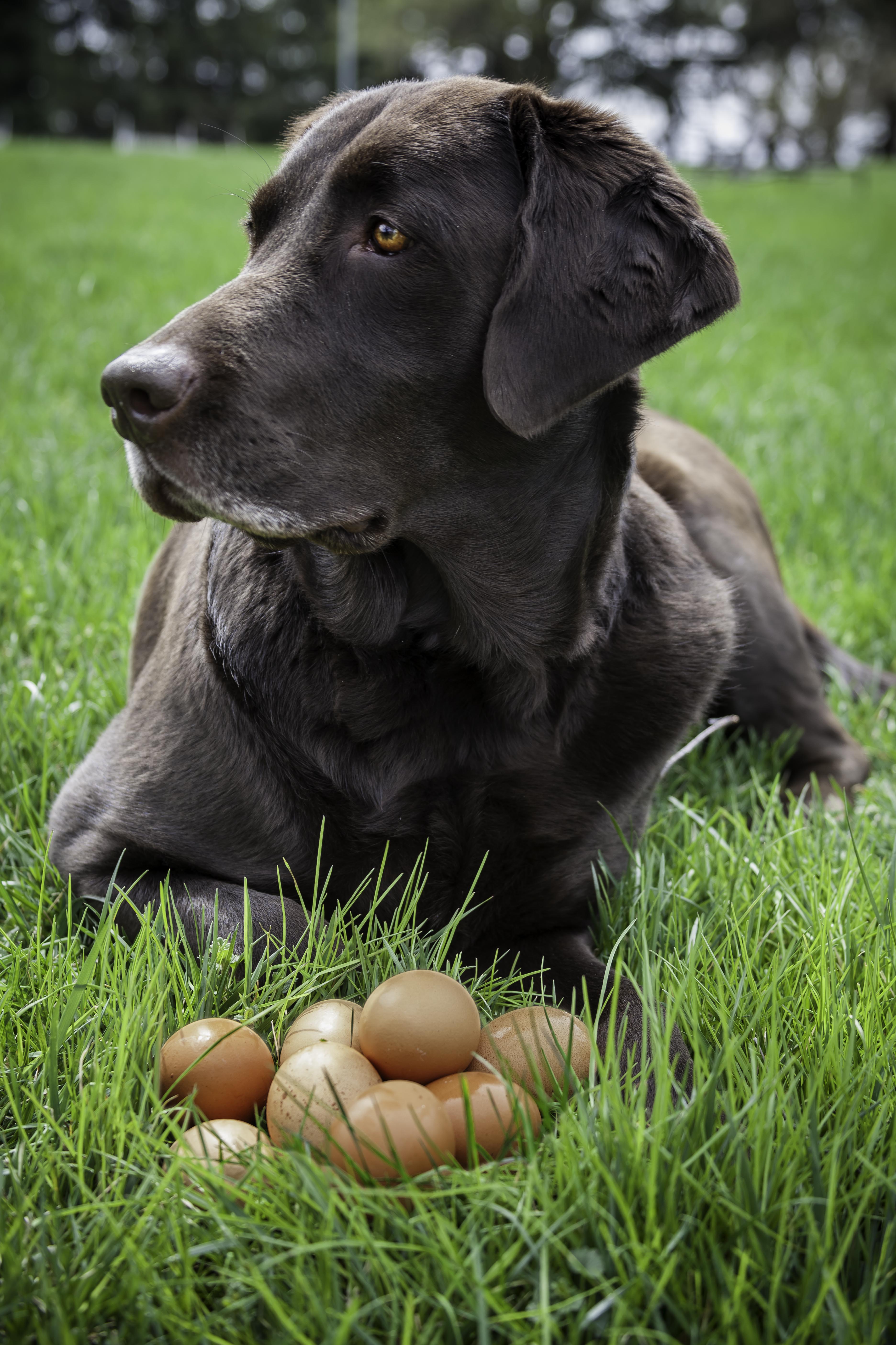 can dogs eggs can dogs hunt for easter eggs rover can dogs eggs can dogs hunt for easter eggs rover