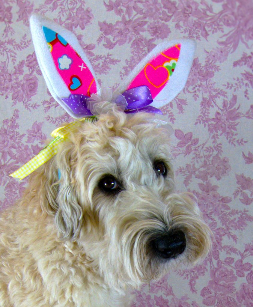 eggshells for dogs can dogs hunt for easter eggs rover eggshells for dogs can dogs hunt for easter eggs rover