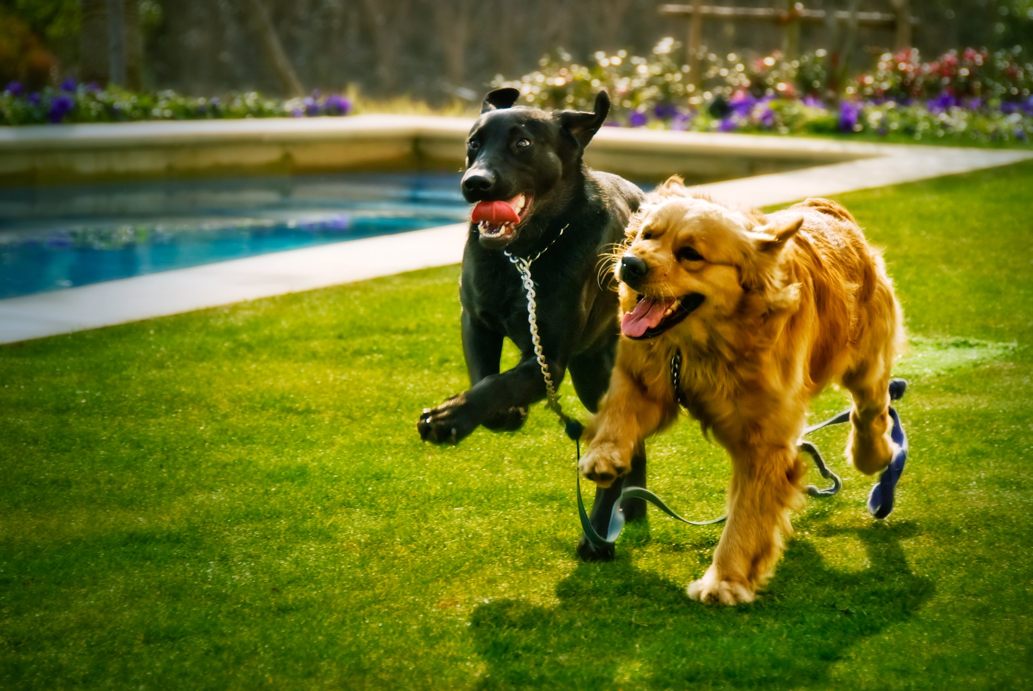 Golden Retievers vs Labrador Retrievers: Which Dog Is Right for You?