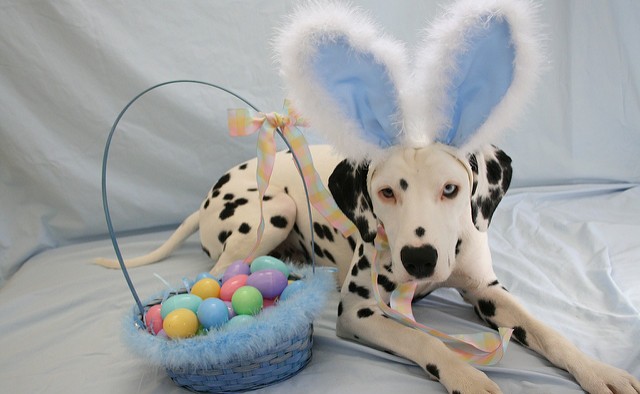 Can A Dog Eat Cooked Egg Can A Dog Eat Cooked Egg