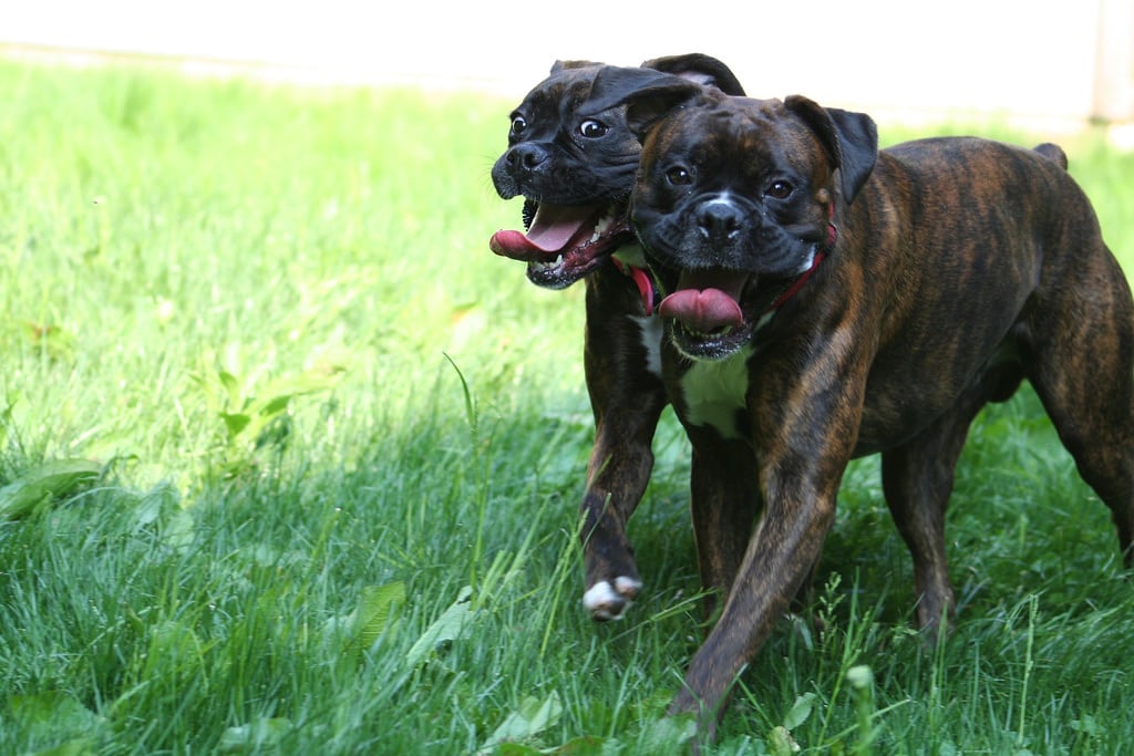 Getting A Second Dog With An Anxious Dog Getting A Second Dog With An Anxious Dog