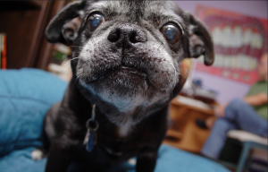 senior dog