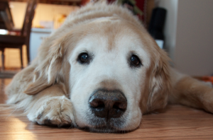 Golden Retrievers used to live well into their teens, but now there is a study to find out why they are getting older faster and are more prone to cancer. Image via Flickr.