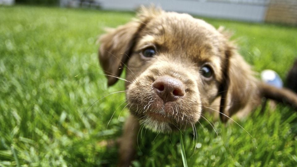 Brown Puppy in Green Grass