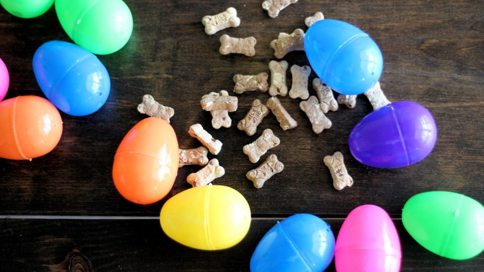 are eggs ok for dogs collection is it ok for dogs to eat eggs pictures happy easter day are eggs ok for dogs collection is it ok for dogs to eat eggs pictures happy easter day
