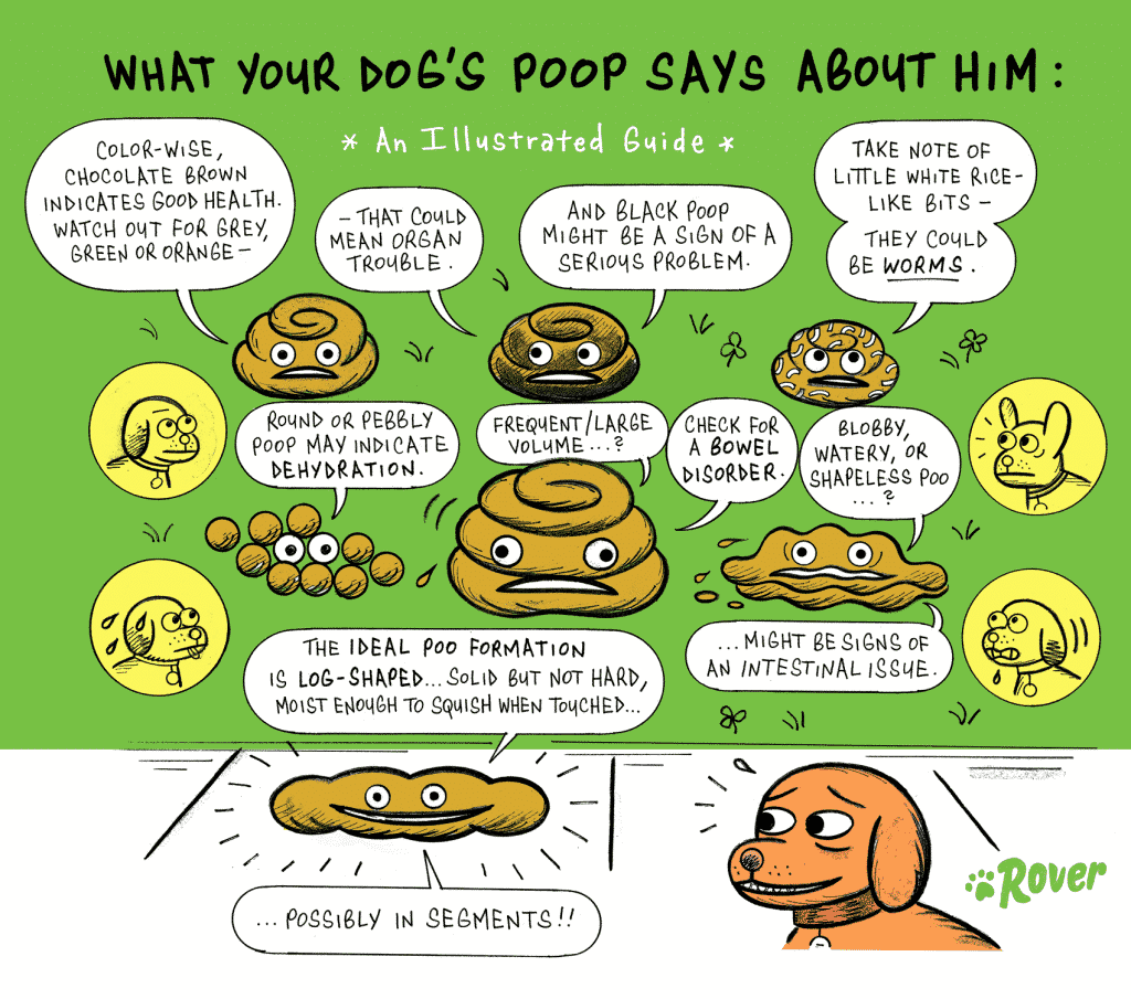 illustrated guide to dog poop