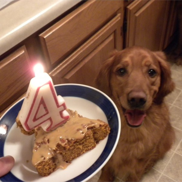 http://allrecipes.com/recipe/141949/doggie-birthday-cake/photos/2612534/