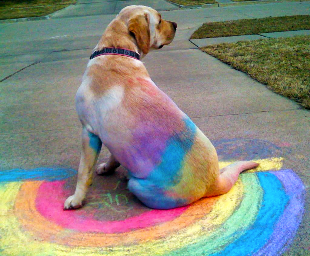 yellow labrador end of the rainboww