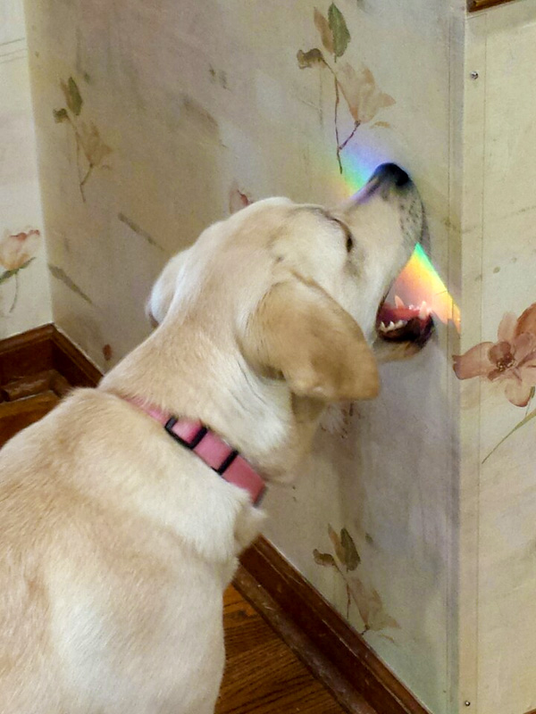 yellow labrador taste the rainbow