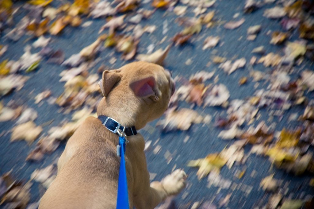 Tips for Caring for a Leash Reactive Dog The Dog People by