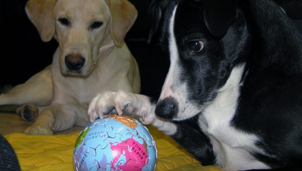 The 10 Best Puzzle Toys That Actually Help Bored Dogs