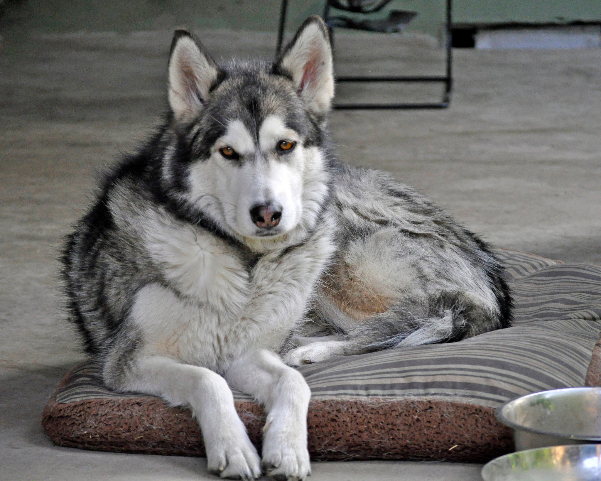 Least Affectionate Dogs The 11 Breeds That Still Love You (We Promise)