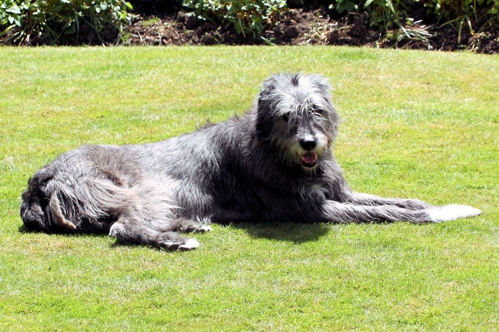 Irish wolfhound lies on the grass