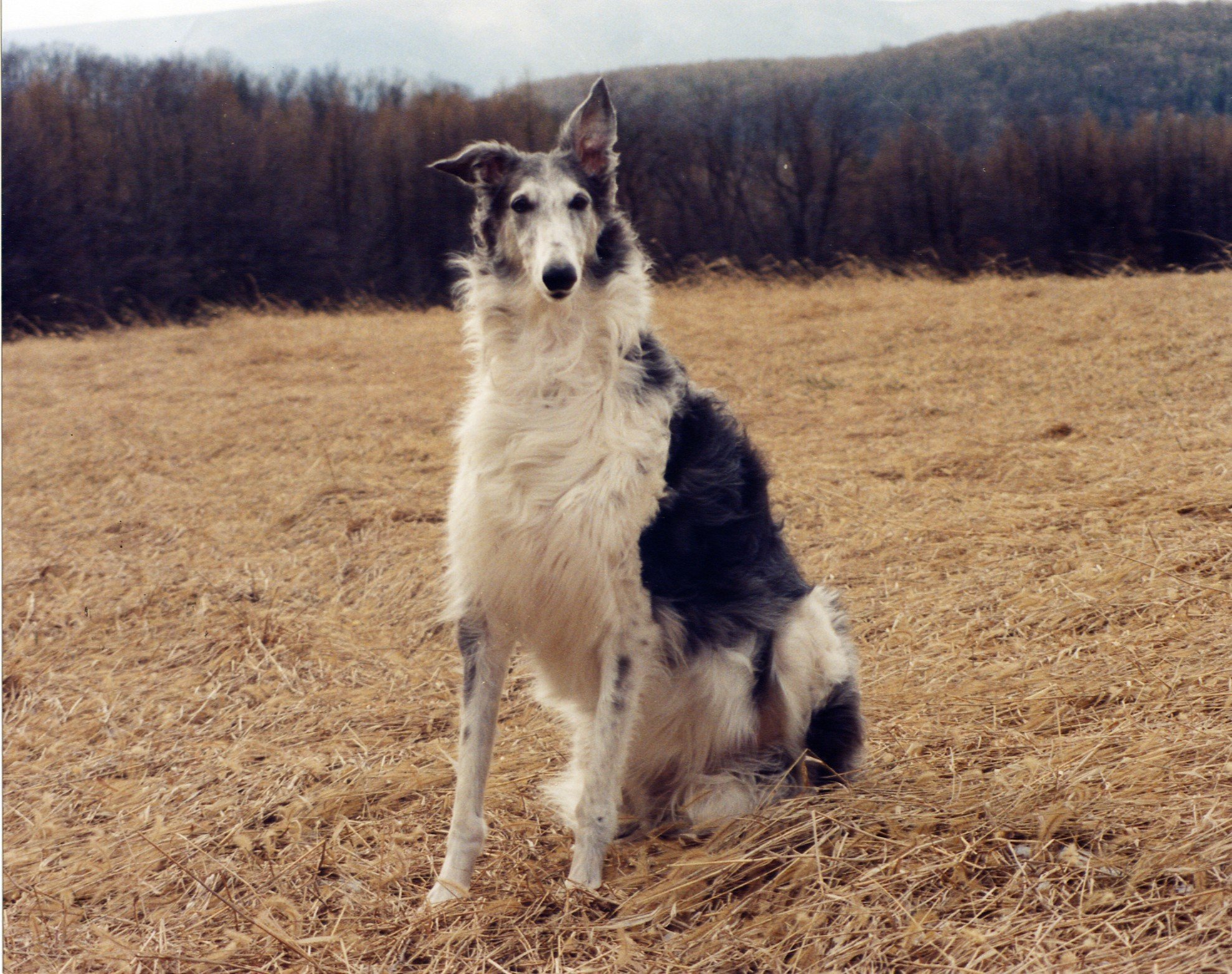 What Breed Dog Is Affectionate And Loving What Breed Dog Is Affectionate And Loving