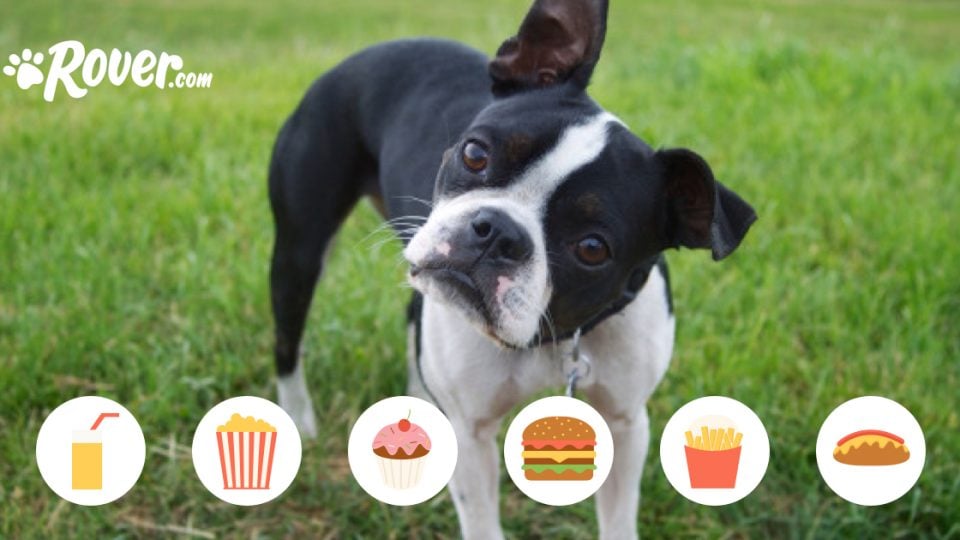 A Boston terrier tilts his head, wondering what foods are safe to eat