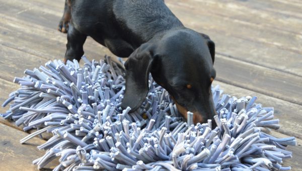 puppy snuffle mat
