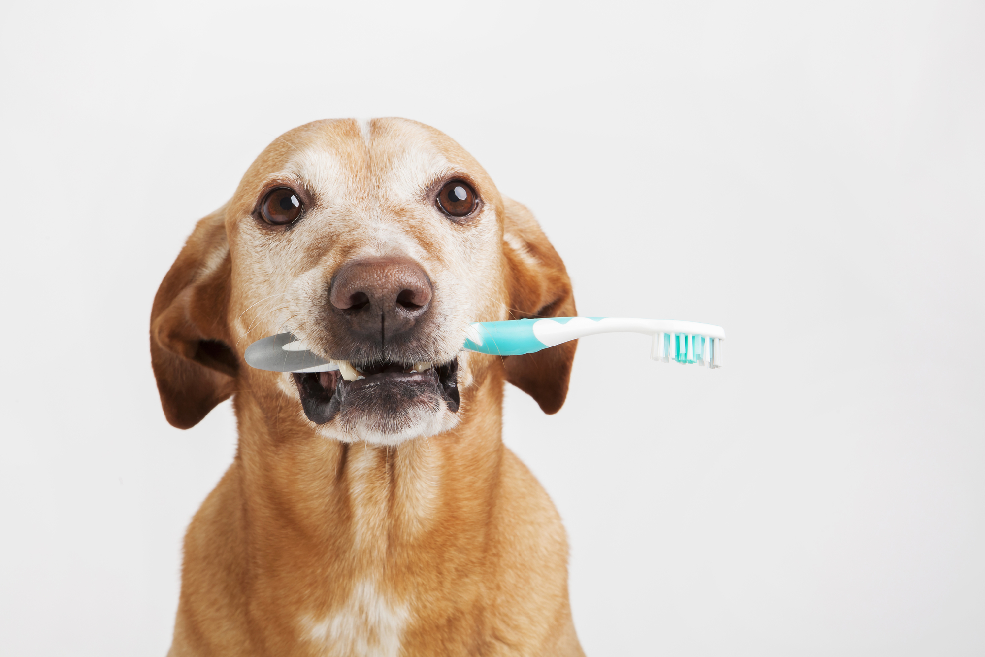 10 Reasons to Take Care of Your Dog's Teeth The Dog People by