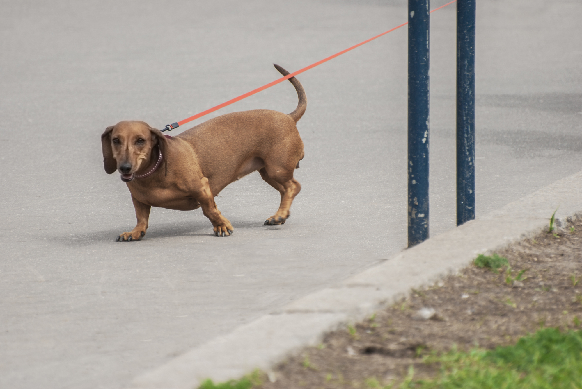 How to Train a Leash Reactive Dog Tips and Tricks for Dog Owners