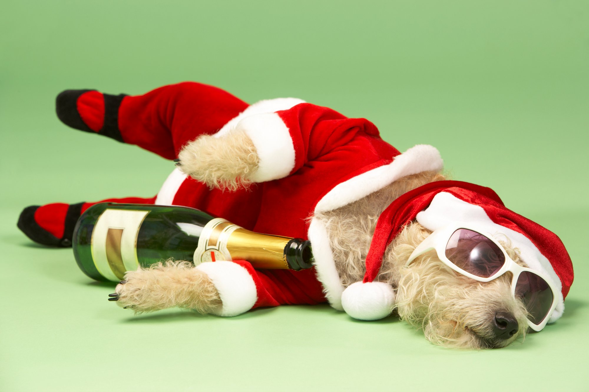 5-unexpected-holiday-dangers-for-pets-the-dog-people-by-rover