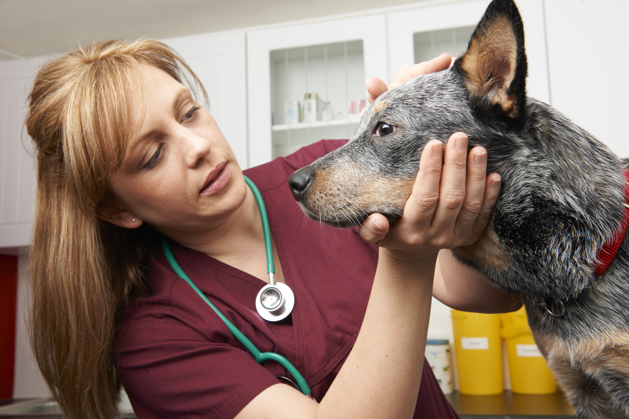 10 Reasons Vet Techs Are Awesome Human Beings The Dog People By Rover Com