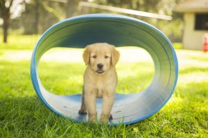 As a foster parent or "puppy raiser" for Southeastern Guide Dogs, you'll teach cute puppies like this one basic obedience, socialization, and specialized commands. Photo courtesy of Southeaster Guide Dogs.