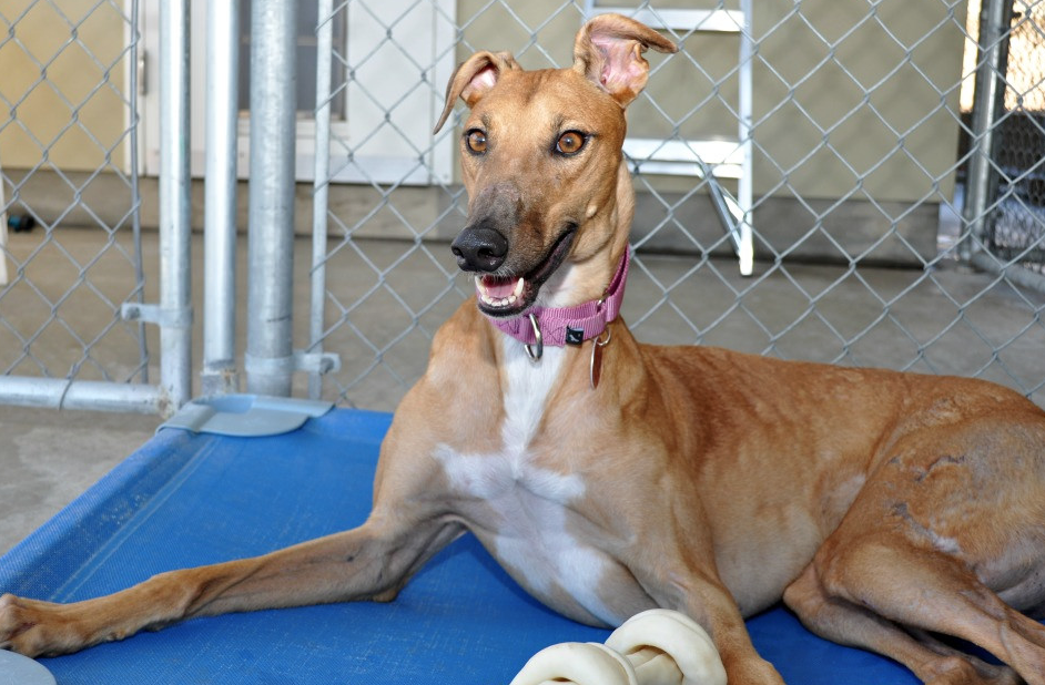 Think Greyhounds need a ton of exercise? Think again! Those who know the breed affectionately refer to them as "40-mph couch potatoes." Photo courtesy of Greyhound Adoption Center.