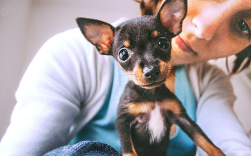 What S New With Reviews And How To Get A Great One The Dog