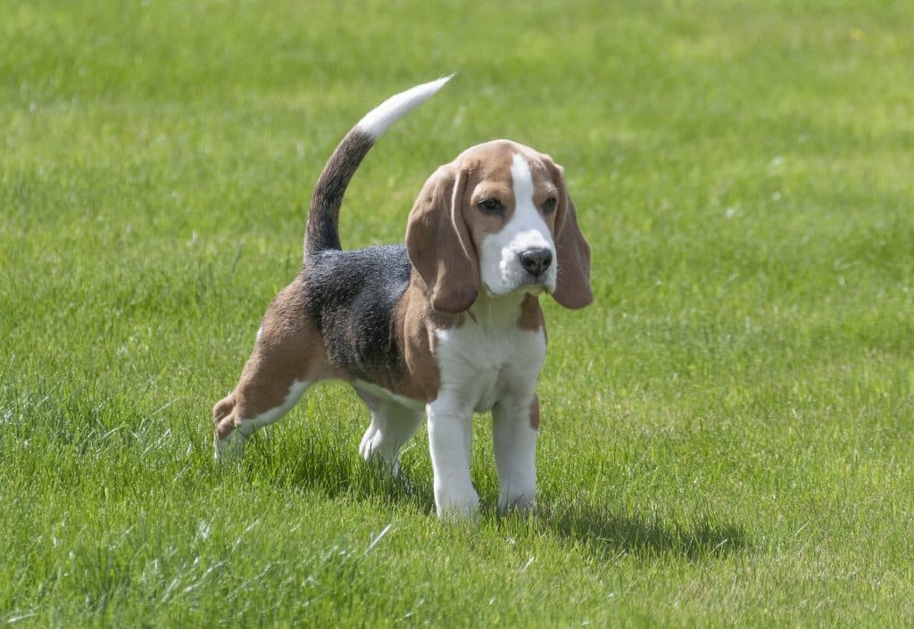 en beaglevalp tittar ut över gräsmattan