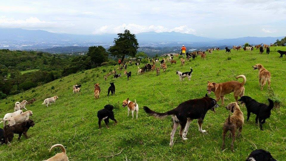 See the Incredible Costa Rica Dog Sanctuary Where Over 900 ...
