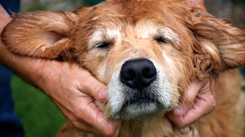 dog massage